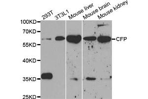 Western blot analysis of extracts of various cell lines, using CFP antibody (ABIN5973127) at 1/1000 dilution. (CFP Antikörper)