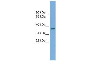 WB Suggested Anti-Gtf2h3 Antibody Titration: 0. (GTF2H3 Antikörper  (N-Term))