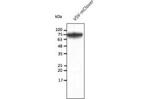 Western Blotting (WB) image for anti-mClover Fluorescent Protein antibody (ABIN7273087) (mClover Fluorescent Protein Antikörper)
