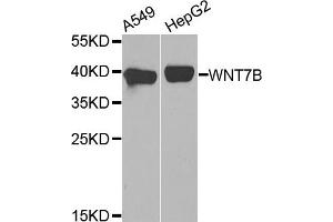 Western blot analysis of extracts of A549 and HepG2 cell lines, using WNT7B antibody.
