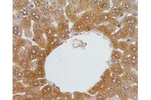 Mouse liver tissue was stained by anti-FXR (446-476) (Human, Mouse, Rat) Serum at 1:200 (NR1H4 Antikörper  (AA 446-476))