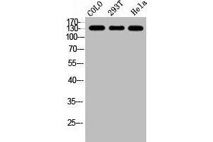 Western Blot analysis of COLO 293T HELA cells using GPR158 Polyclonal Antibody (GPR158 Antikörper  (N-Term))