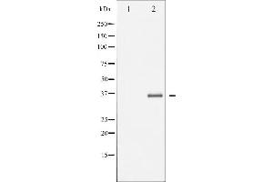 Western blot analysis of EFNB1/2 phosphorylation expression in TNF-a treated 293 whole cell lysates,The lane on the left is treated with the antigen-specific peptide. (Ephrin B2 Antikörper  (pTyr330))