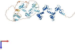ZNF182 Protein (AA 1-639) (His tag)
