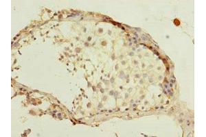 Immunohistochemistry of paraffin-embedded human testis tissue using ABIN7165787 at dilution of 1:100 (Mago Nashi Homolog 2 Antikörper  (AA 2-148))