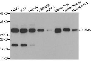 Western blot analysis of extracts of various cell lines, using PSMA5 antibody. (PSMA5 Antikörper)