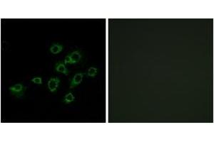 Immunofluorescence analysis of A549 cells, using LILRA1 Antibody. (LILRA1 Antikörper  (AA 53-102))