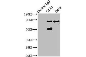 Immunoprecipitating GLE1 in A549 whole cell lysate Lane 1: Rabbit control IgG instead of ABIN7162002 in A549 whole cell lysate.
