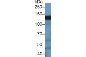 Detection of BCAR1 in Rat Testis lysate using Polyclonal Antibody to Breast Cancer Anti-Estrogen Resistance 1 (BCAR1) (BCAR1 Antikörper  (AA 1-240))