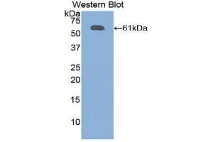 Western Blotting (WB) image for anti-Fibrillin 1 (FBN1) (AA 449-711) antibody (ABIN1858830) (Fibrillin 1 Antikörper  (AA 449-711))