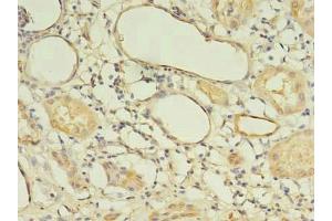 Immunohistochemistry of paraffin-embedded human kidney tissue using ABIN7165754 at dilution of 1:100 (LIN37 Antikörper  (AA 1-246))