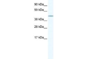WB Suggested Anti-FOXD1 Antibody Titration:  1. (FOXD1 Antikörper  (N-Term))