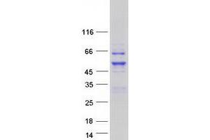 Western Blotting (WB) image for Transcription Factor AP-2 gamma (Activating Enhancer Binding Protein 2 Gamma) (TFAP2C) protein (Myc-DYKDDDDK Tag) (ABIN2714771)