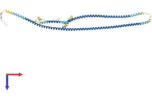 CCDC65 Protein (AA 1-484) (His tag)