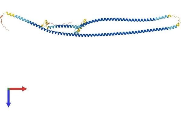 CCDC65 Protein (AA 1-484) (His tag)