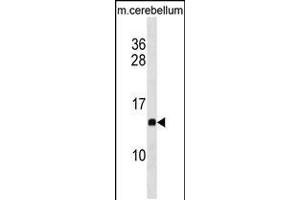 Western blot analysis in mouse cerebellum tissue lysates (35ug/lane). (PFDN2 Antikörper  (C-Term))