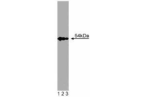 Western blot analysis of SRP54 on Jurkat cell lysate. (SRP54 Antikörper  (AA 262-476))