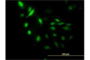Immunofluorescence of monoclonal antibody to LUC7L on HeLa cell. (LUC7L Antikörper  (AA 1-111))