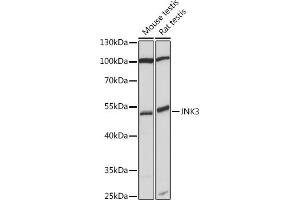 Western blot analysis of extracts of various cell lines, using JNK3 antibody (ABIN7268612) at 1:1000 dilution. (MAPK10 Antikörper)