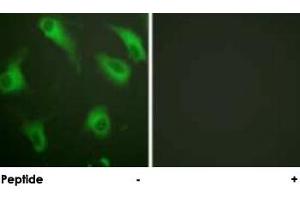 Immunofluorescence analysis of HeLa cells, using C5AR1 polyclonal antibody . (C5AR1 Antikörper)