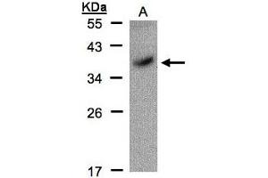 Image no. 1 for anti-POU Class 5 Homeobox 1 (POU5F1) (AA 101-295) antibody (ABIN467420) (OCT4 Antikörper  (AA 101-295))