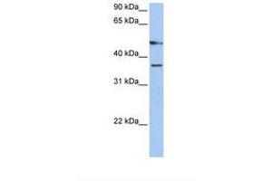 Image no. 1 for anti-Forkhead Box D4-Like 3 (FOXD4L3) (C-Term) antibody (ABIN6738406) (FOXD4L3 Antikörper  (C-Term))