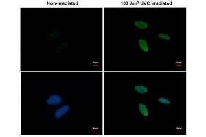 ICC/IF Image Chk1 (phospho Ser345) antibody [C1C2], Internal detects Chk1 (phospho Ser345) protein at nucleus by immunofluorescent analysis. (CHEK1 Antikörper  (pSer345))