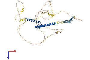 BHLHE40 Protein (AA 1-412) (His tag)