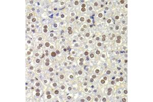 Immunohistochemistry of paraffin-embedded Mouse liver using NASP antibody at dilution of 1:100 (x400 lens).