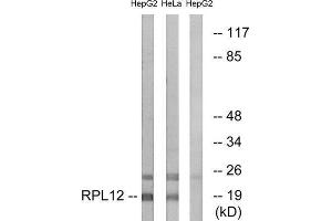 Western Blotting (WB) image for anti-Ribosomal Protein L12 (RPL12) (Internal Region) antibody (ABIN1850610) (RPL12 Antikörper  (Internal Region))