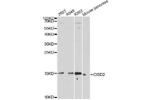 Western blot analysis of extracts of various cell lines, using CISD2 antibody. (CISD2 Antikörper  (AA 61-135))