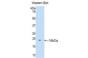 Western Blotting (WB) image for anti-Angiopoietin 2 (ANGPT2) (AA 19-147) antibody (ABIN3209762) (Angiopoietin 2 Antikörper  (AA 19-147))