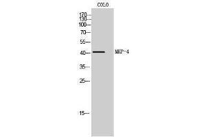 Western Blotting (WB) image for anti-Dual Specificity Phosphatase 9 (DUSP9) (Internal Region) antibody (ABIN3185577) (DUSP9 Antikörper  (Internal Region))