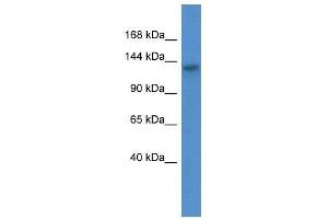 Western Blotting (WB) image for anti-ATPase, class VI, type 11C (ATP11C) (C-Term) antibody (ABIN928060)