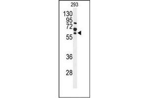 Western blot analysis of FZD4 Antibody (C-term) in 293 cell line lysates (35ug/lane). (FZD4 Antikörper  (C-Term))