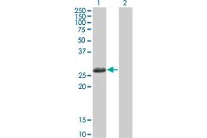 Western Blot analysis of TSSK3 expression in transfected 293T cell line by TSSK3 monoclonal antibody (M02), clone 3G8. (TSSK3 Antikörper  (AA 1-268))