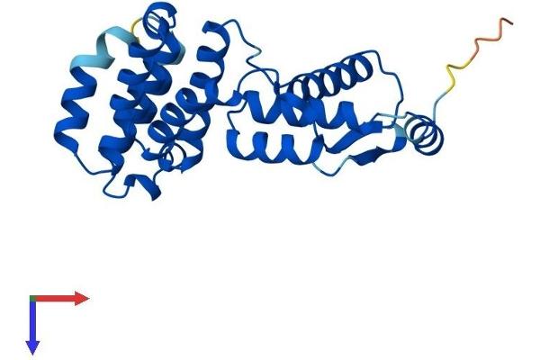 GID8/C20orf11 Protein (AA 1-228) (His tag)