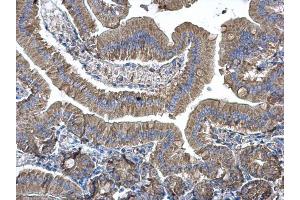 IHC-P Image EEF1B2 antibody [N1C3] detects EEF1B2 protein at cytoplasm on mouse duodenum by immunohistochemical analysis. (EEF1B2 Antikörper)