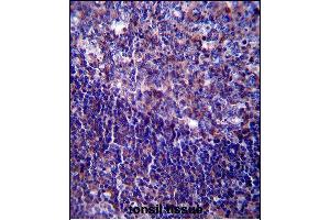 CD5 Antibody (Center) (ABIN657456 and ABIN2846483) immunohistochemistry analysis in formalin fixed and paraffin embedded human tonsil tissue followed by peroxidase conjugation of the secondary antibody and DAB staining. (CD5 Antikörper  (AA 203-232))