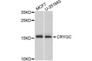 Western blot analysis of extracts of MCF7 and U251MG cells, using CRYGC antibody.