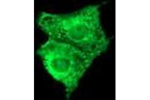 Image no. 3 for anti-Fetal and Adult Testis Expressed 1 (FATE1) antibody (ABIN1498224) (FATE1 Antikörper)