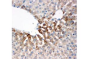 IHC-P: FMO4 antibody testing of rat liver tissue