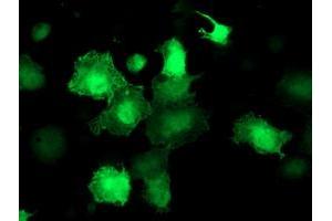 Anti-AKT1 mouse monoclonal antibody (ABIN2455509) immunofluorescent staining of COS7 cells transiently transfected by pCMV6-ENTRY AKT1 (RC220257). (AKT1 Antikörper)