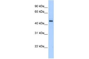 WB Suggested Anti-SERPINE1 Antibody Titration:  0. (PAI1 Antikörper  (N-Term))