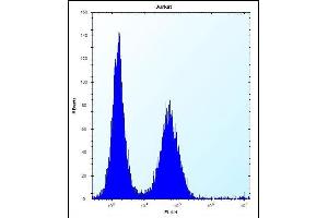 KCTD10 Antibody (C-term) (ABIN657313 and ABIN2846392) flow cytometric analysis of Jurkat cells (right histogram) compared to a negative control cell (left histogram).