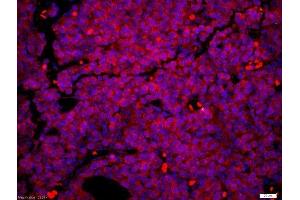 Mouse embryo tissue fixed in 4% PFA and paraffin embedded Citrate buffer (0. (PAX6 Antikörper  (AA 51-150))