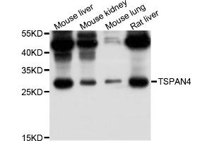 Western blot analysis of extracts of various cell lines, using TSPAN4 antibody (ABIN5999116) at 1/1000 dilution. (TSPAN4 Antikörper)
