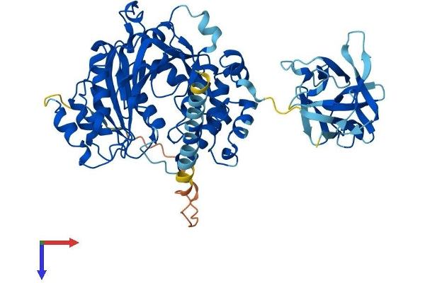 WBSCR17 Protein (AA 1-558) (His tag)