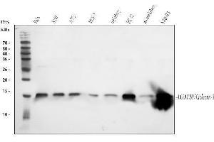 Western blot analysis of Galectin 1 using anti-Galectin 1 antibody (ABIN5518716). (LGALS1/Galectin 1 Antikörper  (AA 2-135))