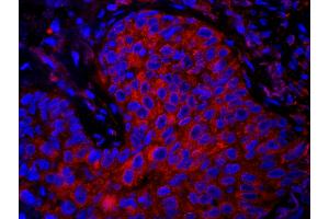 Immunofluorescence (IF) image for anti-Eukaryotic Translation Elongation Factor 1 gamma (EEF1G) (AA 200-250) antibody (ABIN7448955) (EEF1G Antikörper  (AA 200-250))